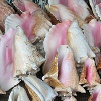 Shells