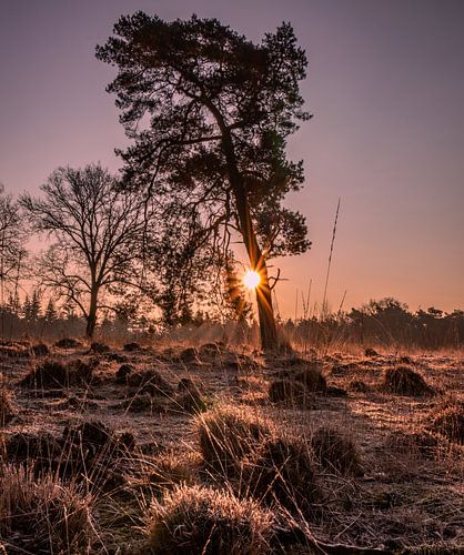 Prachtige zonsopkomst in het natuurgebied Leersumse Plassen.