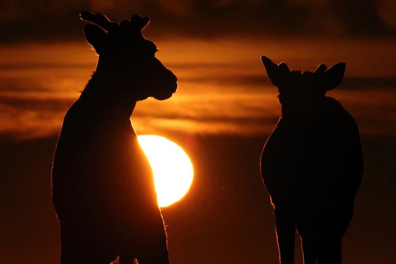 Canadian woodland caribou in sunset light Terre-Neuve Canada par Frank Fichtmüller