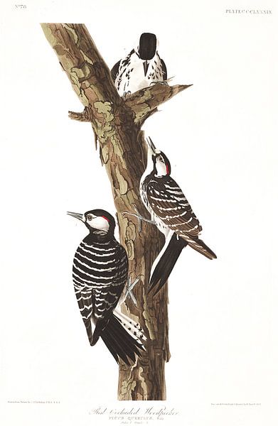 Kokardenspecht von Birds of America