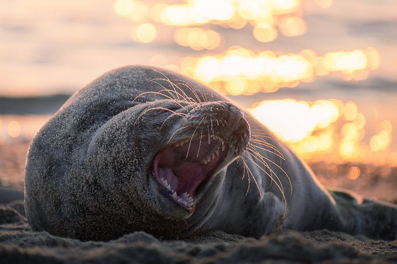 Seal gaping at the beach by Thom Brouwer