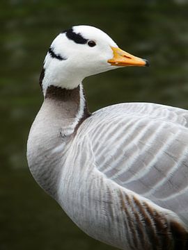 Close-up of an indian goose sur Ben Schonewille