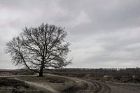 The Lonely Tree