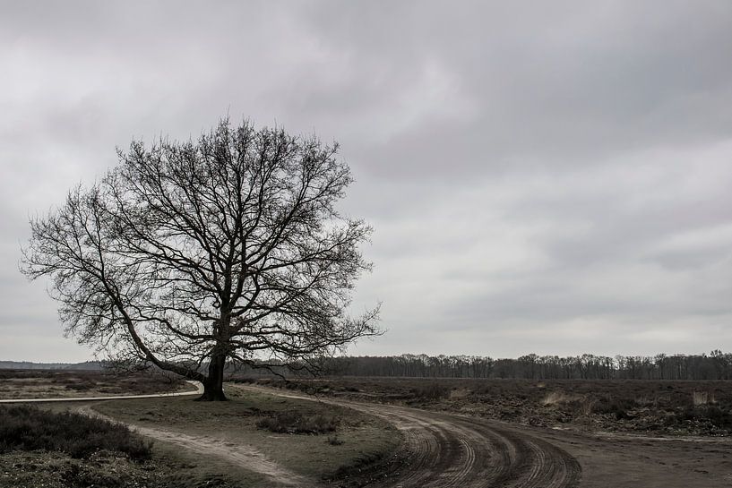 The Lonely Tree van Rene Jacobs