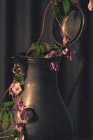 Vergane roze glorie