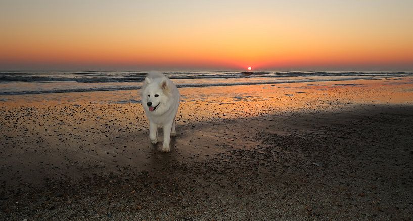 Samoyed van Bo Valentino