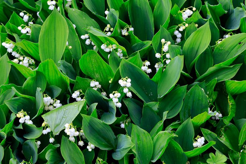 Lily of the Valley by Thomas Jäger