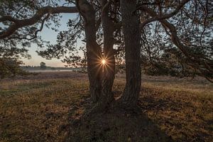 Eine strahlende Morgensonne (Sonnenstern) durch einen Baum