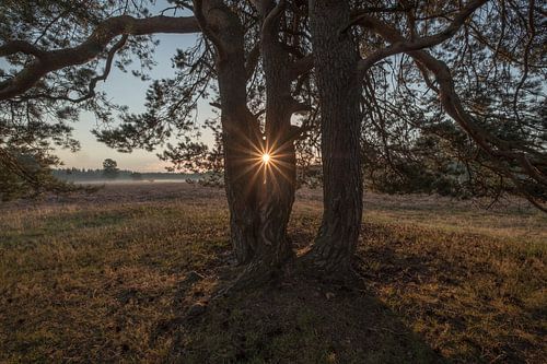 Een stralende ochtendzon (zonnester) door een boom