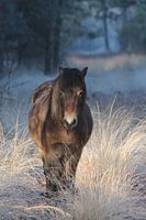 Pferd im Winter