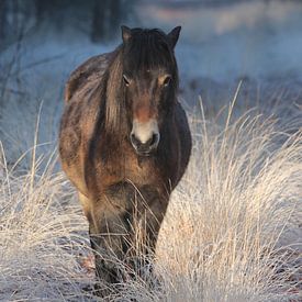 Paard in winter van Jelle Thijssen