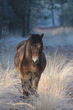Paard in winter van Jelle Thijssen