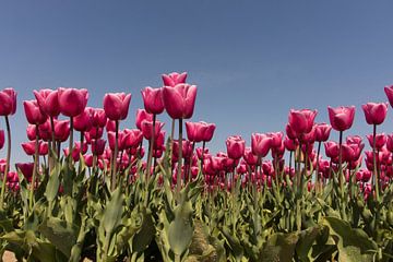 een veld vol tulpen van Dick Carlier