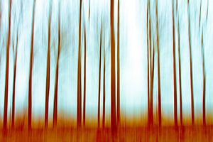 Into the Woods van Mark Isarin | Fotografie
