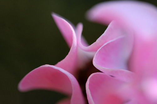 Wunderschön in Rosa