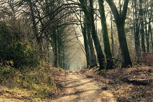 Schoonheid van het bos