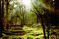 Zonnestralen in het groene bos / sunrays in the green forest