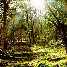 Zonnestralen in het groene bos / sunrays in the green forest van Ocmer Fotografie