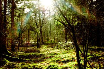 Zonnestralen in het groene bos / sunrays in the green forest van Ocmer Fotografie