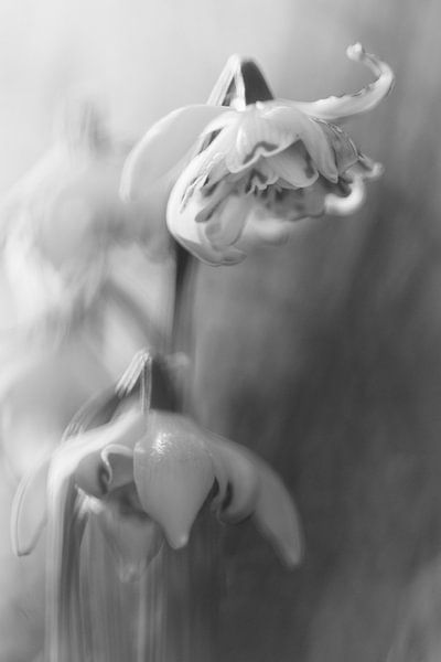 Monique Visser Des fleurs courageuses en noir et blanc par Monique Visser