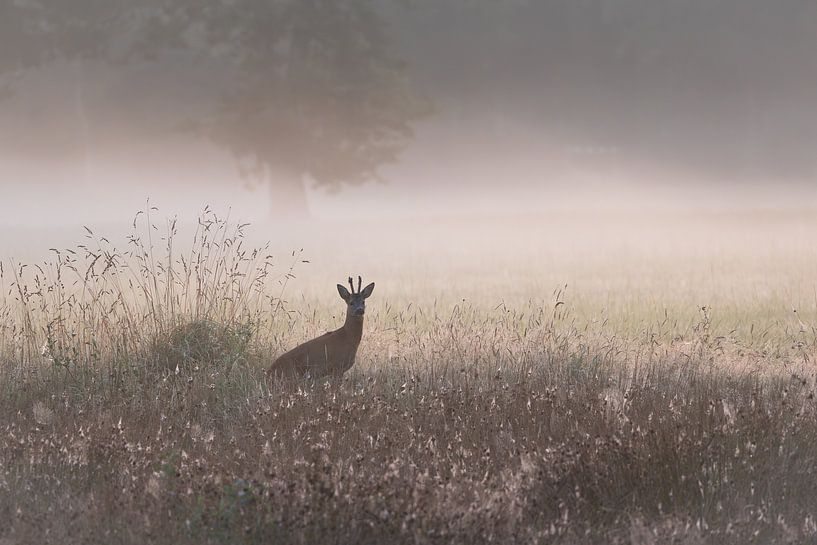 Ree op een mistige morgen met opkomende zon van Ria van den Broeke