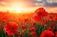 Zonsondergang met Klaprozen van Maarten Knops thumbnail