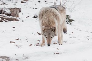 Die Jagd auf gefährliche Tiere schnüffelt an der Beute. Graues Wolfsweibchen im Schnee, schönes, sta