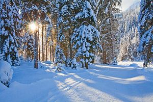 Sonnenleuchten im Wald