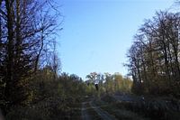 Forest road