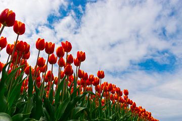 Prachtige rode tulpen met een blauwe lucht met wolken