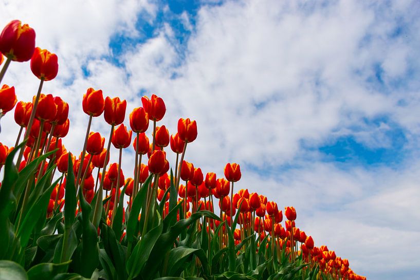 Beautiful red tulips with a blue sky with clouds by Patrick Verhoef