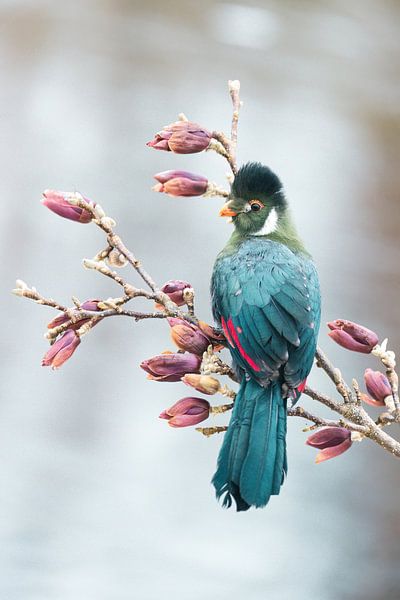 Toerako in de magnolia von ramona stoker