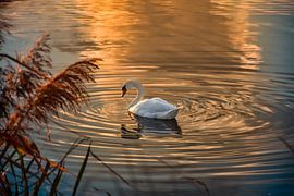 Un cygne baigné dans la lumière dorée du coucher de soleil