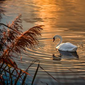 A swan bathed in the golden glow of the sunset by Krümel_Visions