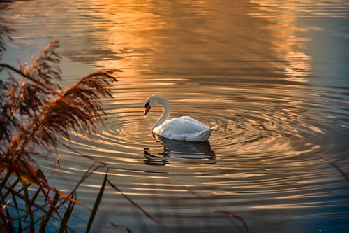 A swan bathed in the golden glow of the sunset