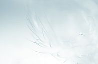 Feather in blue by Greetje van Son thumbnail