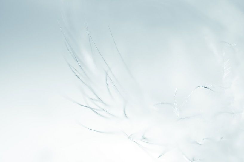 Feather in blue by Greetje van Son
