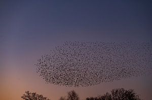 Starling murmuration with flying birds in the sky during sunset