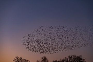 Spreeuwen zwerm met vliegende vogels in de lucht tijdens zonsondergang