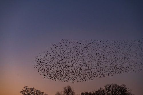 Spreeuwen zwerm met vliegende vogels in de lucht tijdens zonsondergang