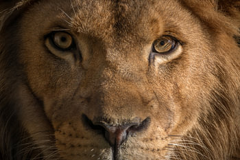 Gros plan sur le lion