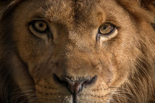 Löwe Nahaufnahme