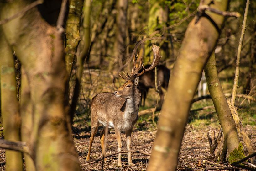 Deer in the Sun between the Trees. by Brian Morgan