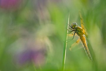 Bunte Libelle