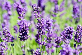 Purple lavender in bloom