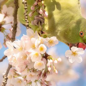 Collar parakeet in Amsterdam during spring in the cherry blossom by Leon Doorn