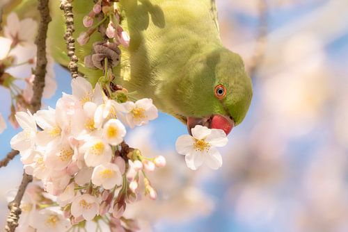 Halsbandsittich in Amsterdam im Frühling in der Kirschblüte von Leon Doorn