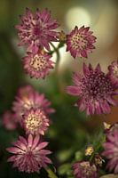 Blume # 10