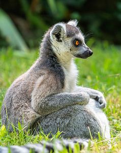 Katta in der Natur