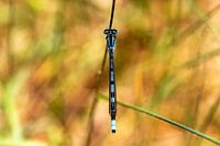Blue damselfly on warm background
